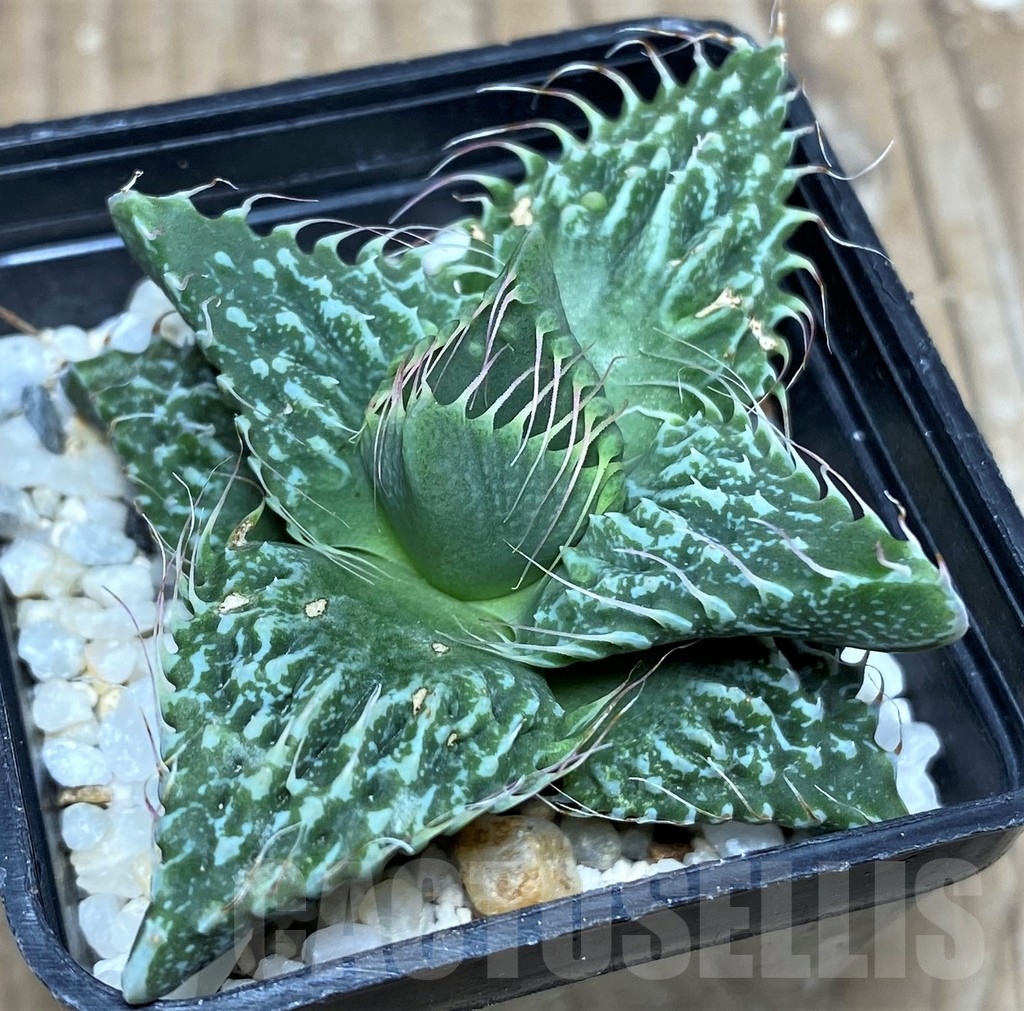 SHPR17868 Faucaria tuberculosa 'Aranami' x 'Dragon'