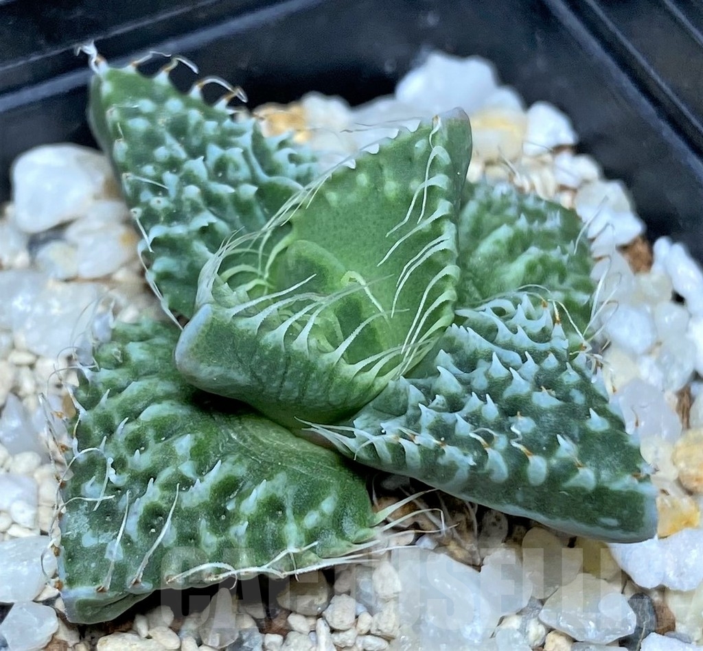 SHPR17869 Faucaria tuberculosa 'Aranami' x 'Dragon'