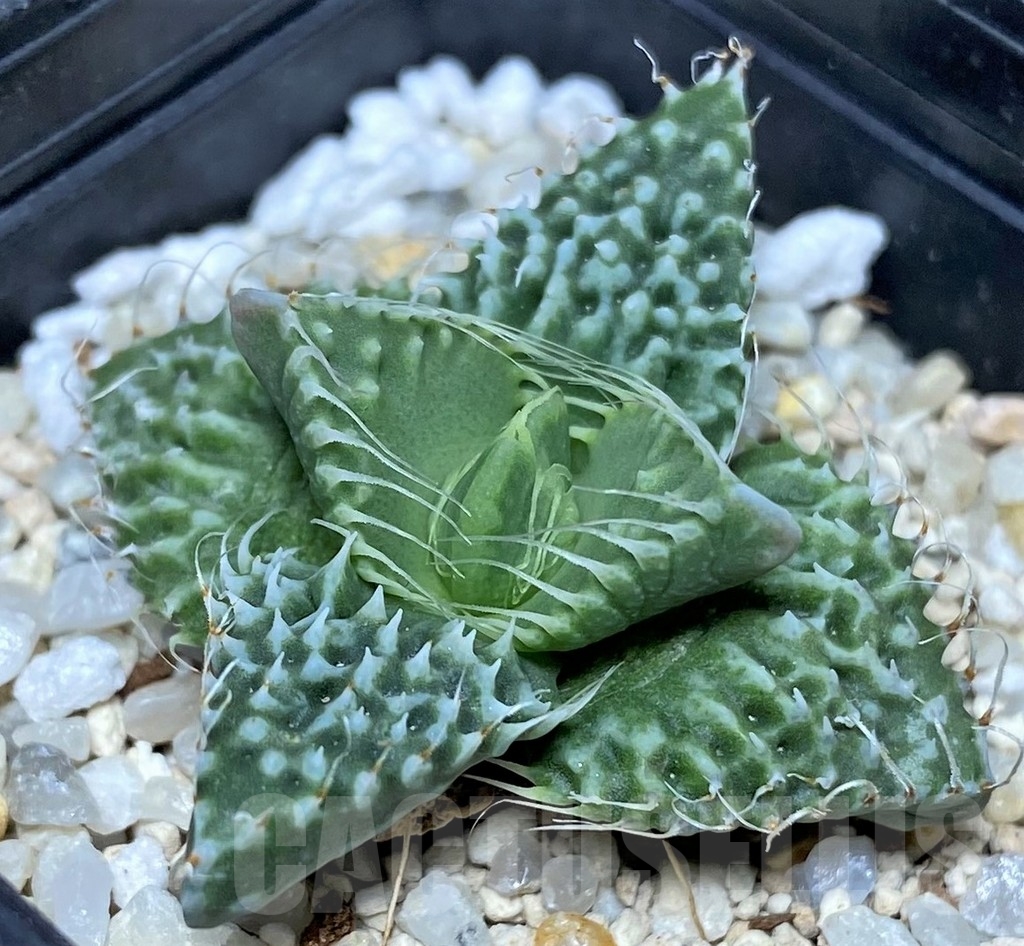 SHPR17869 Faucaria tuberculosa 'Aranami' x 'Dragon' – Image 2