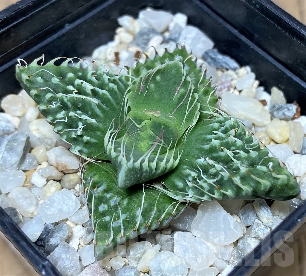 SHPR17870 Faucaria tuberculosa 'Aranami' x 'Dragon'