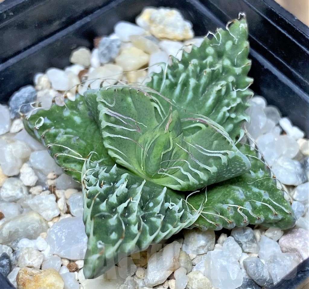 SHPR17870 Faucaria tuberculosa 'Aranami' x 'Dragon' - Image 2