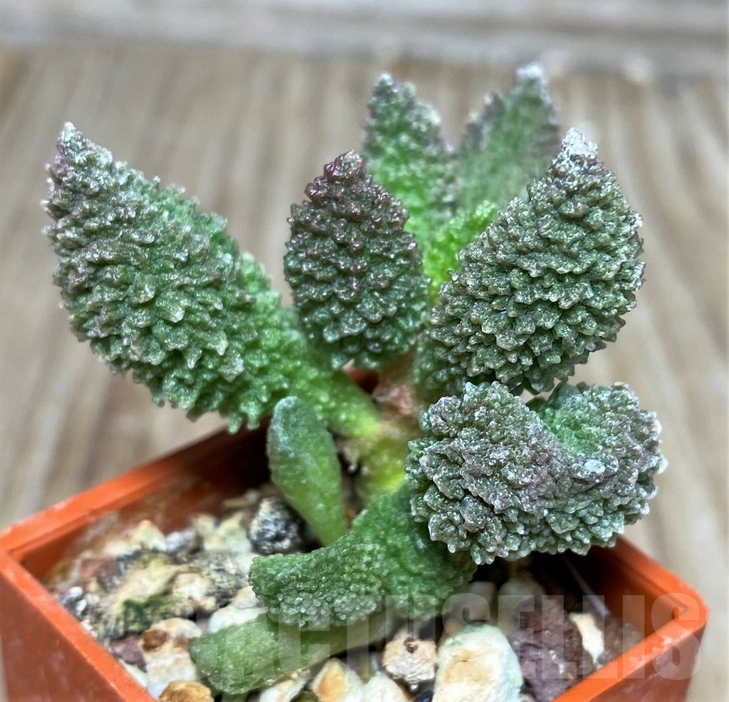 SHPR17871 Adromischus marianae v. herrei hybrid