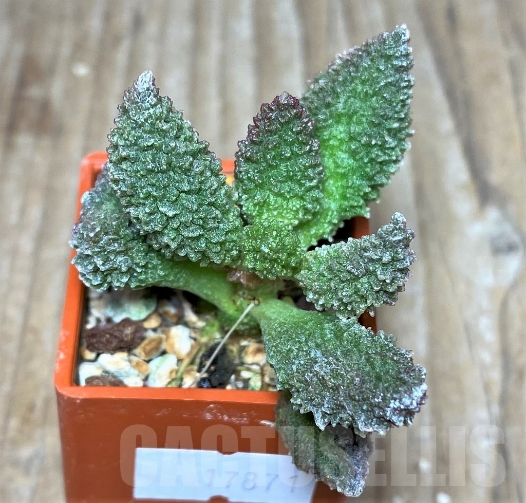SHPR17871 Adromischus marianae v. herrei hybrid - Image 2