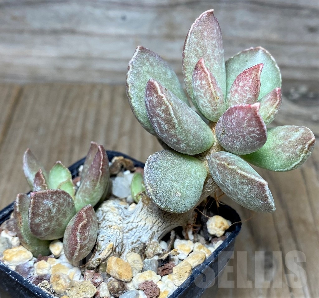 SHPR17872 Adromischus hybrid - Image 2