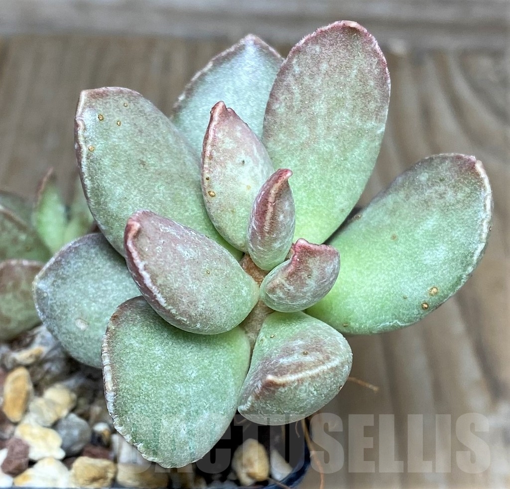 SHPR17872 Adromischus hybrid
