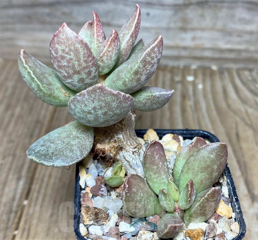 SHPR17872 Adromischus hybrid - Image 3