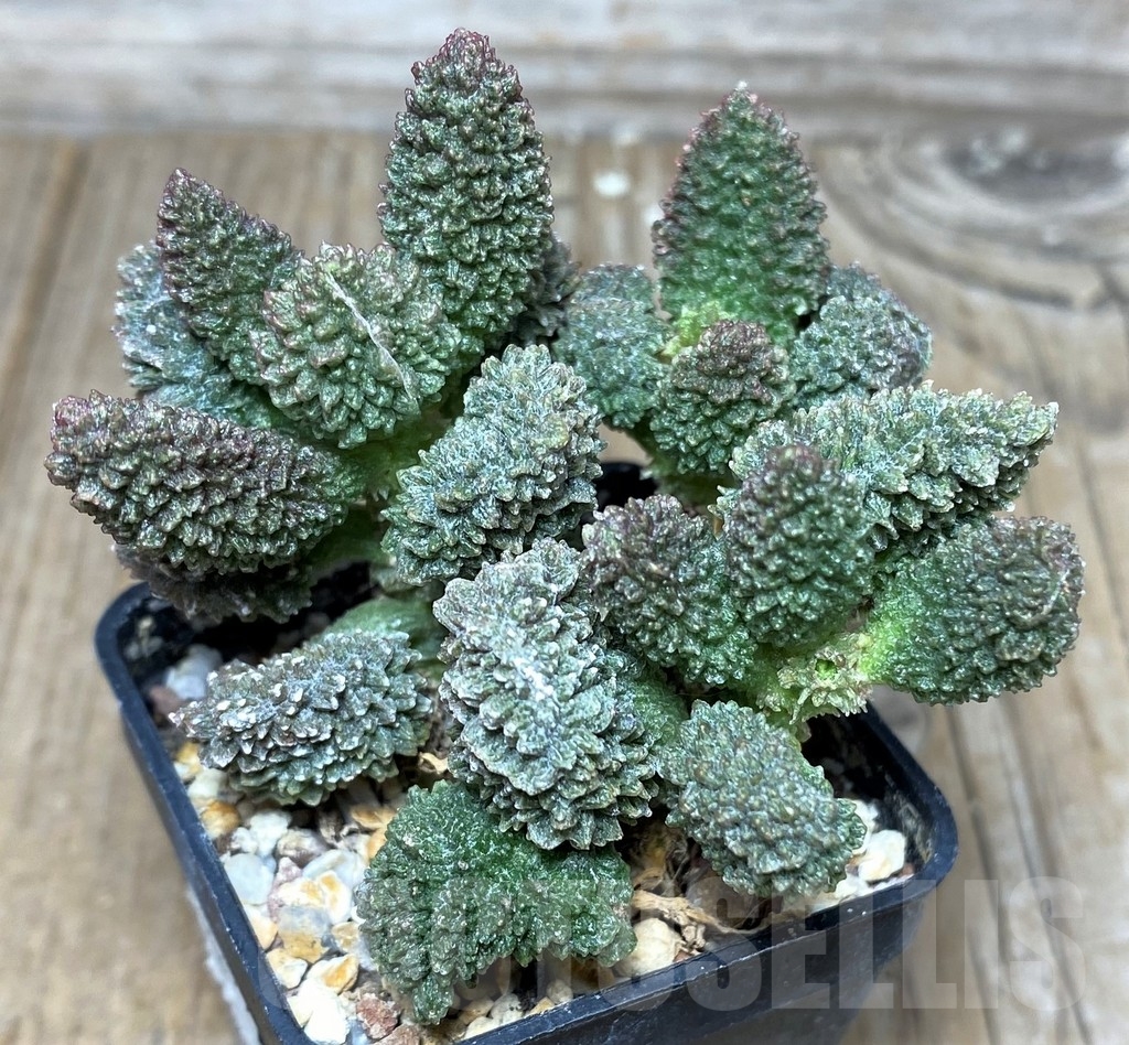 SHPR17873 Adromischus marianiae 'Herrei' - Image 2