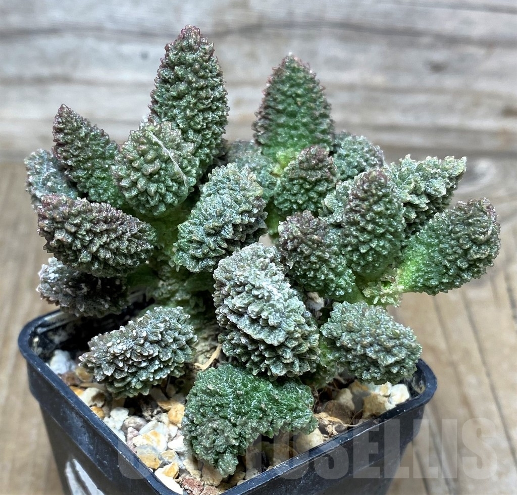 SHPR17873 Adromischus marianiae 'Herrei'