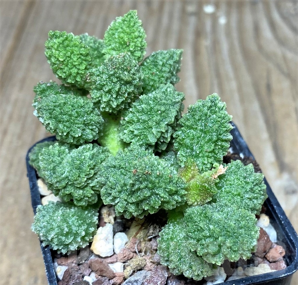 SHPR17874 Adromischus marianiae 'Herrei' - Imagen 2