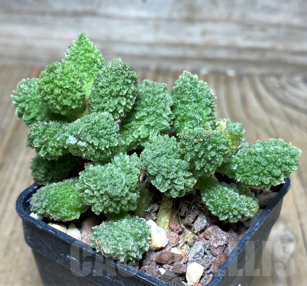 SHPR17874 Adromischus marianiae 'Herrei'