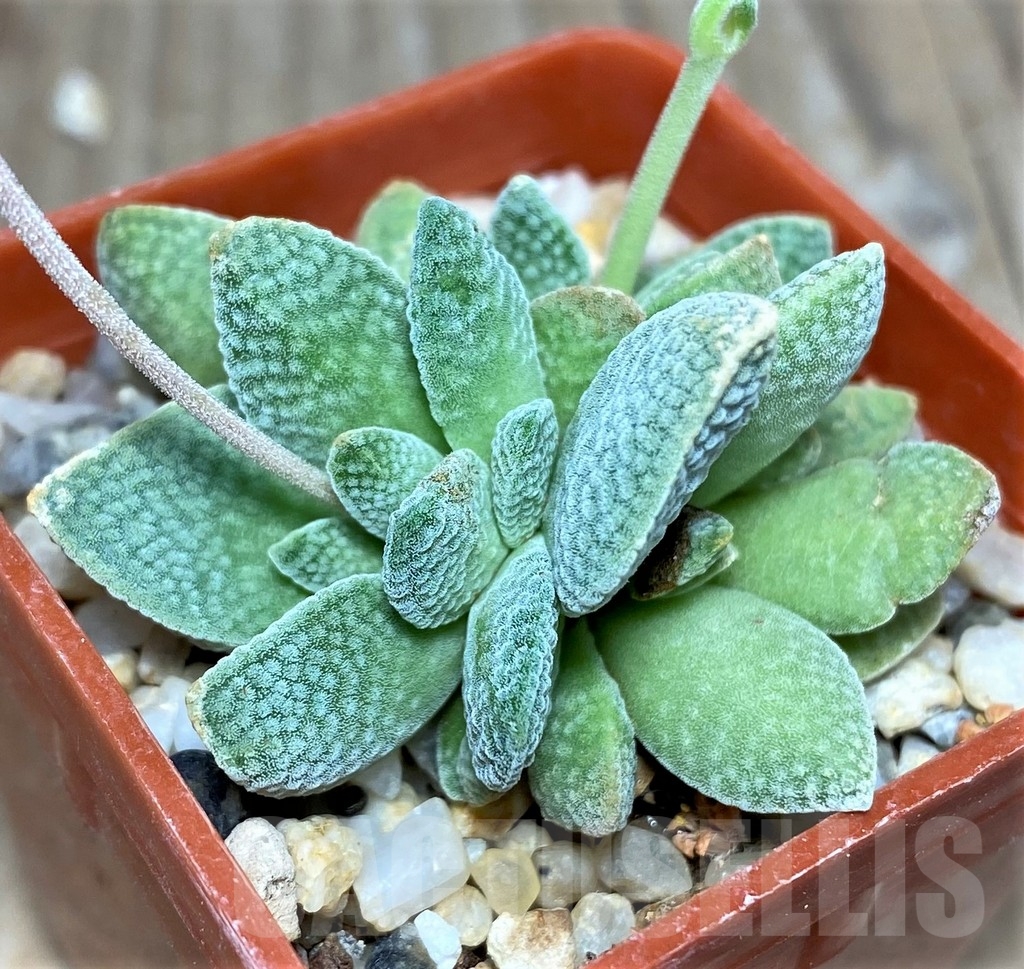 SHPR17876 Crassula ausensis x tecta - Image 2
