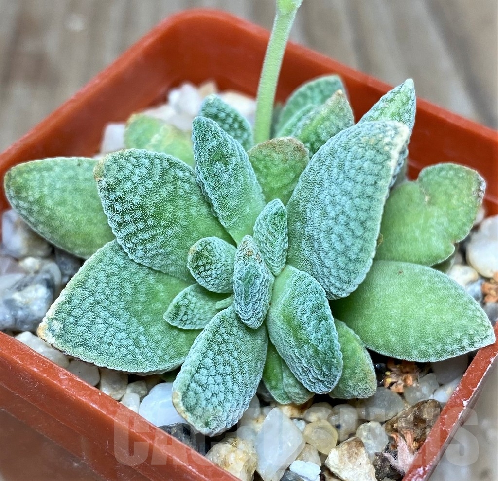 SHPR17876 Crassula ausensis x tecta