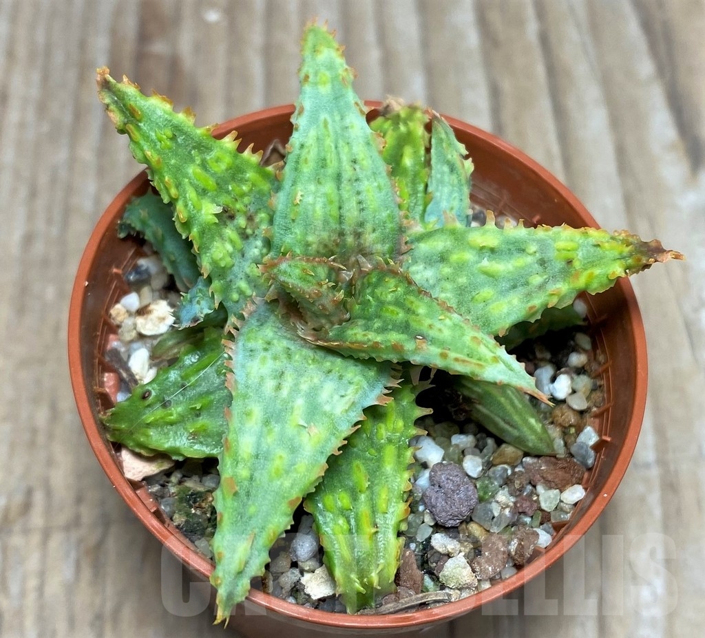 SHPR17877 Aloe hybrid – Bild 2