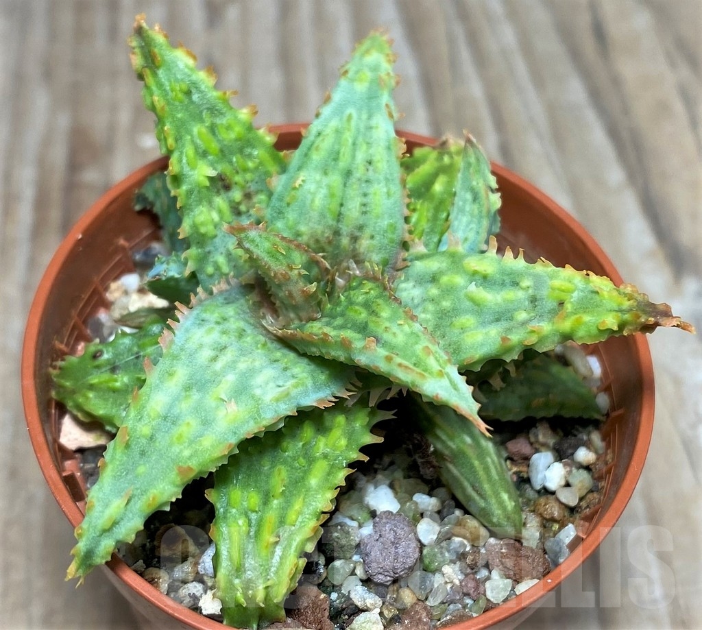 SHPR17877 Aloe hybrid