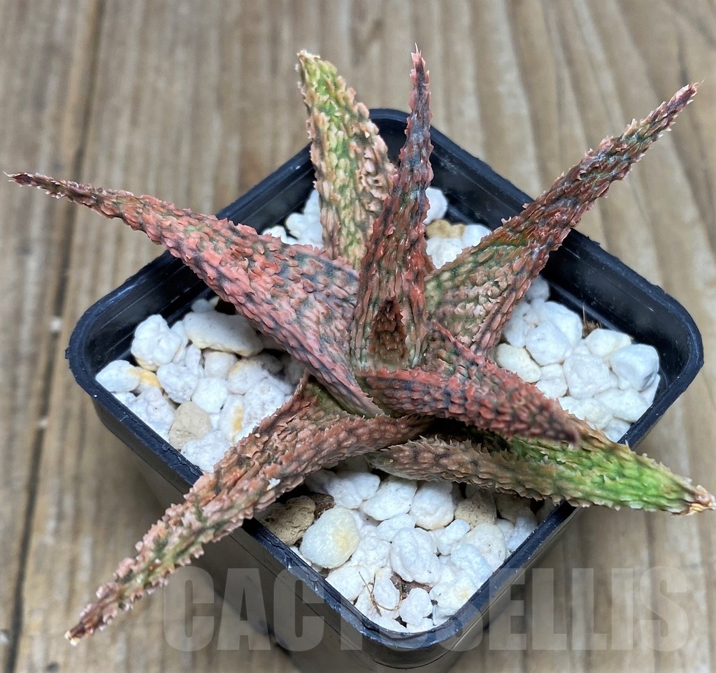 SHPR17878 Aloe hybrid – Bild 2