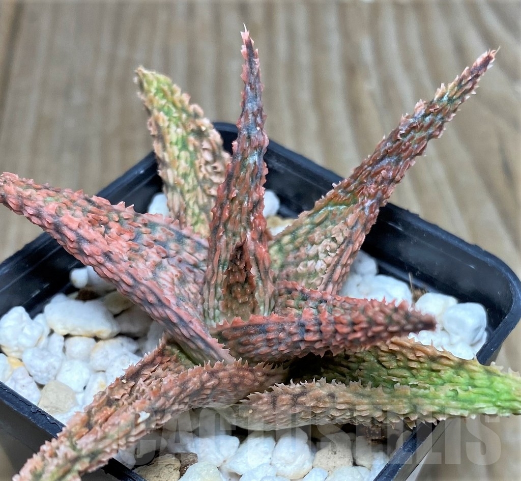 SHPR17878 Aloe hybrid