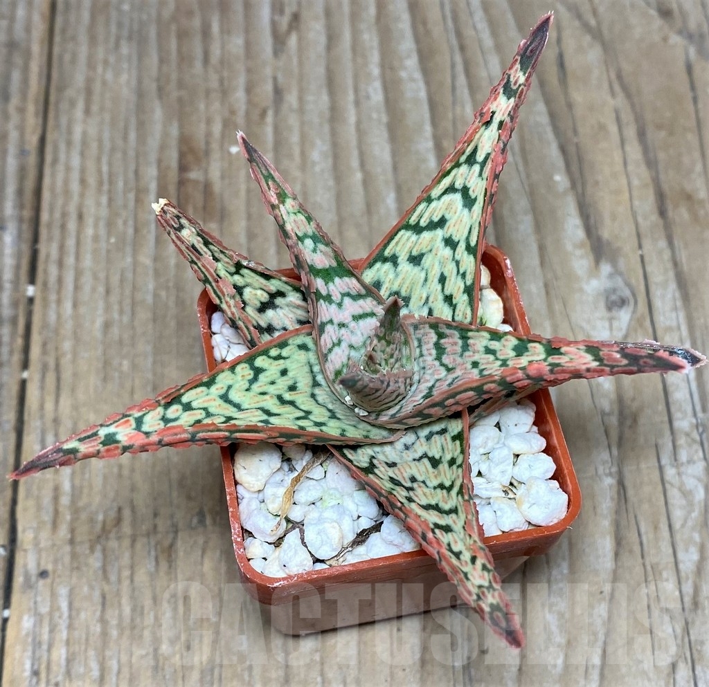 SHPR17880 Aloe hybrid - immagine 2