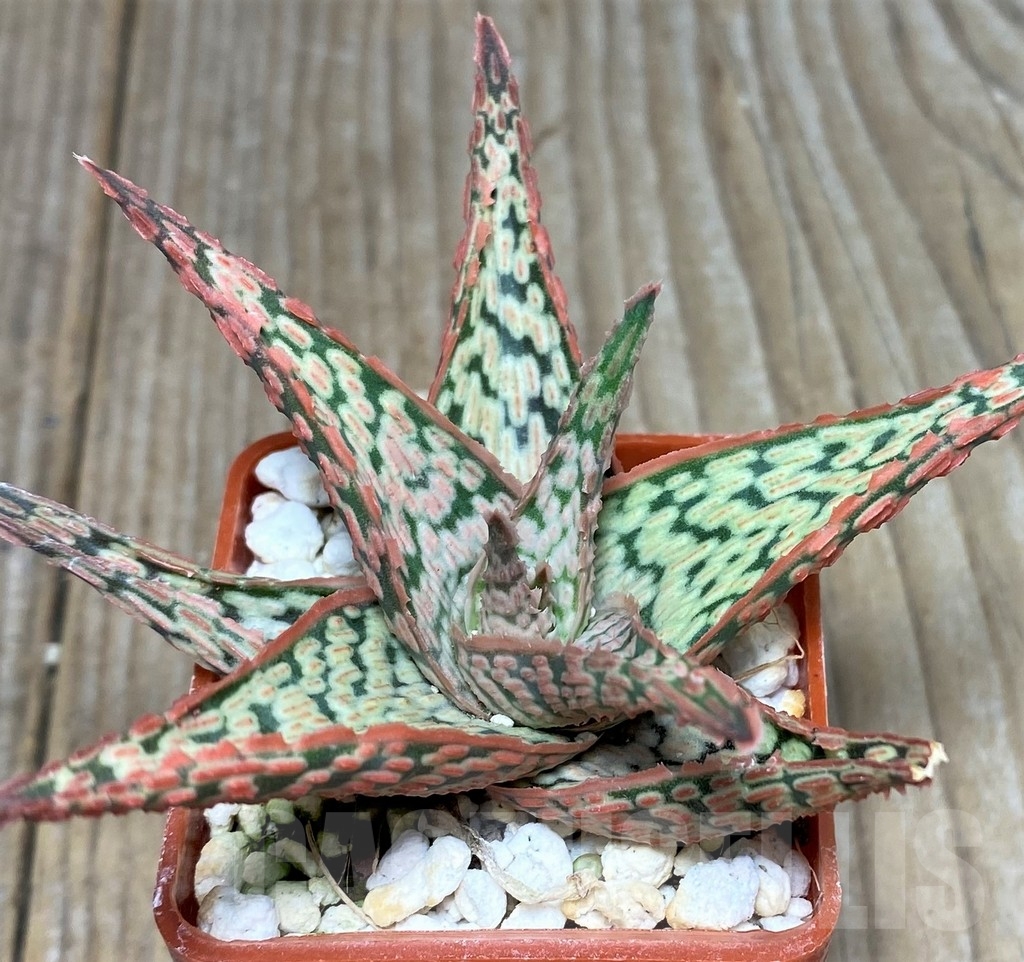 SHPR17880 Aloe hybrid