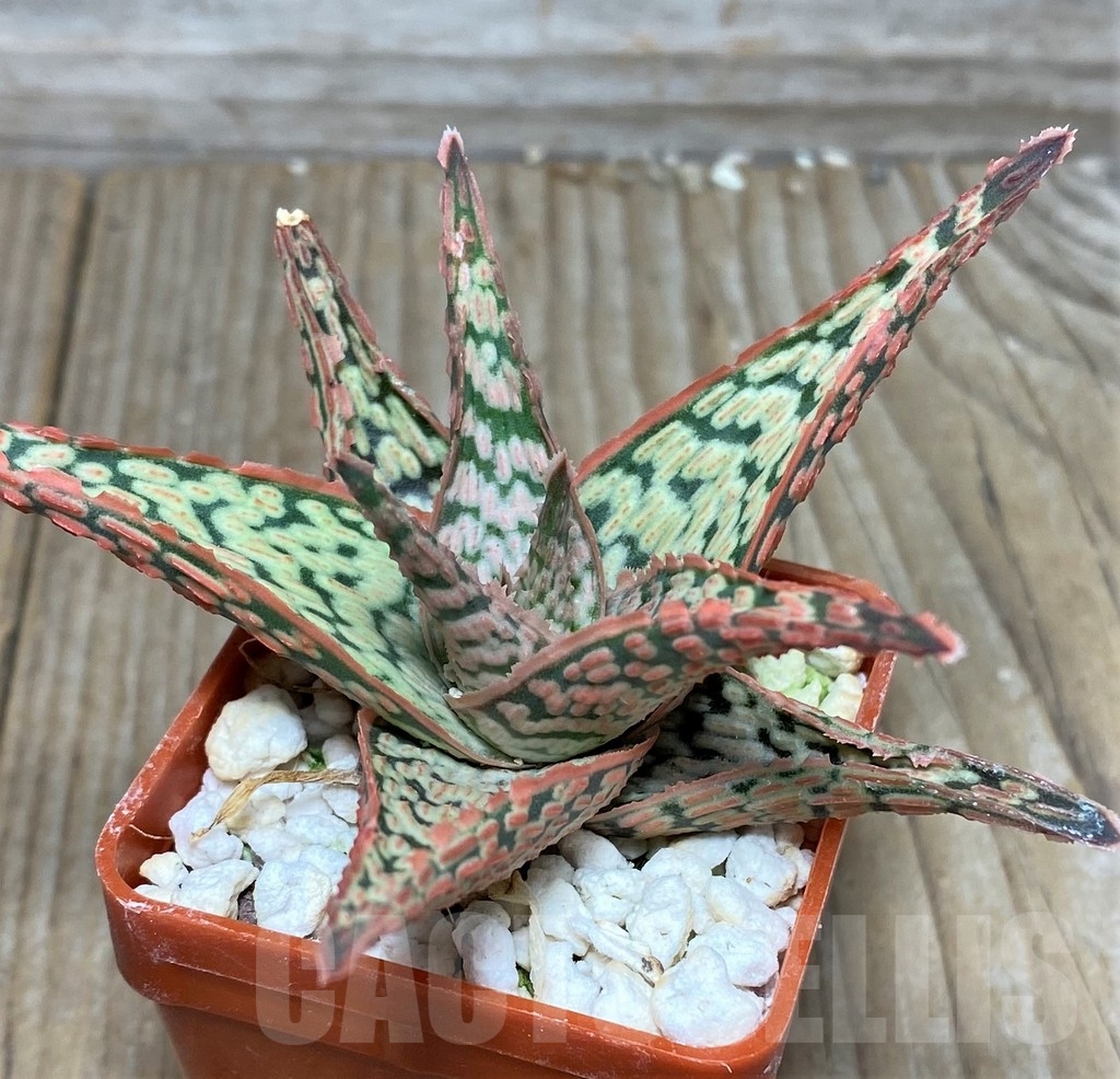 SHPR17880 Aloe hybrid - immagine 3