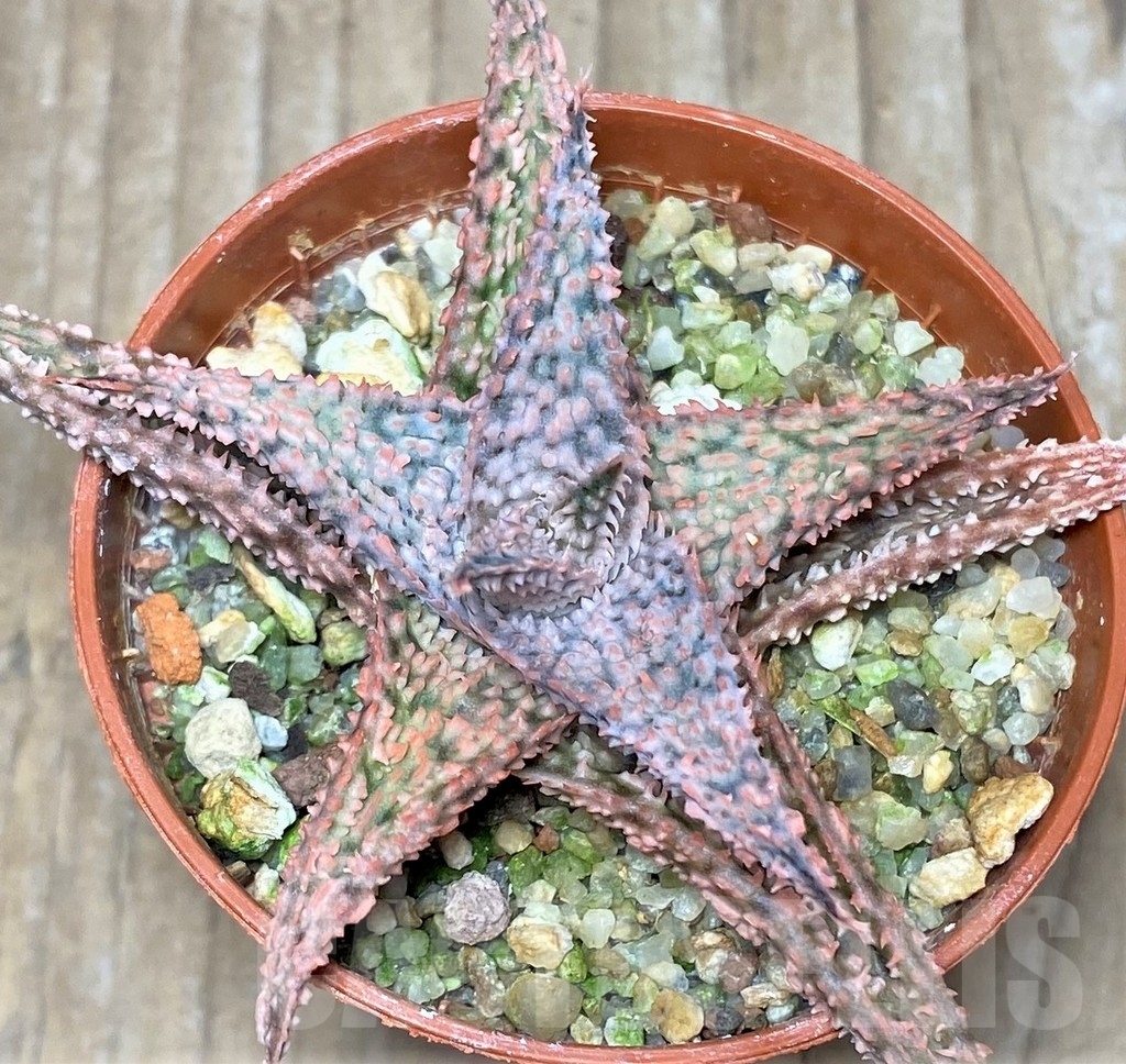 SHPR17882 Aloe hybrid - Image 2