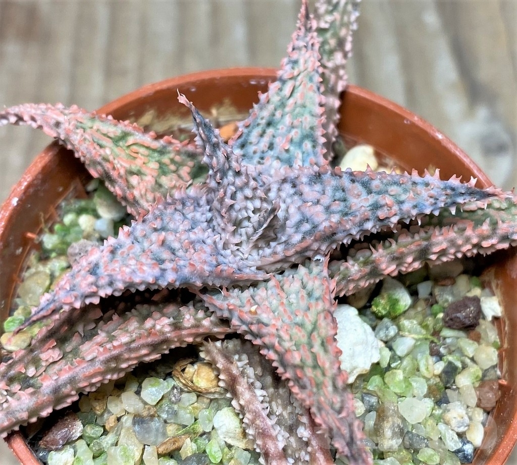 SHPR17882 Aloe hybrid