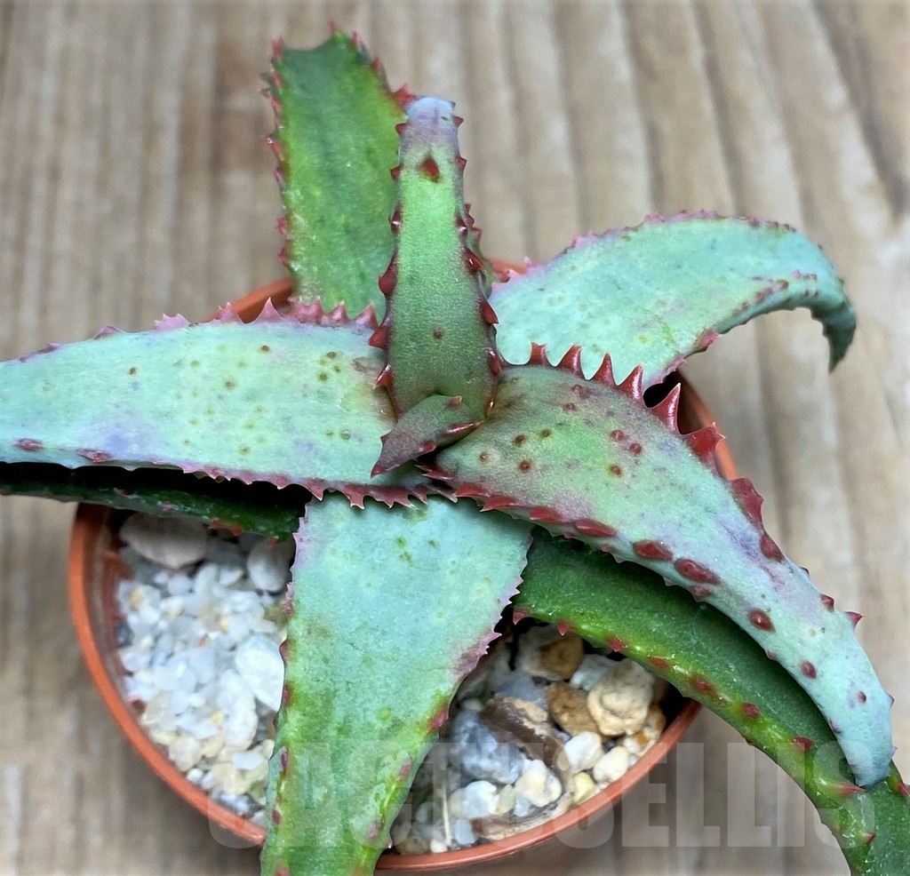 SHPR17887 Aloe castilloniae hybrid - Зображення 2