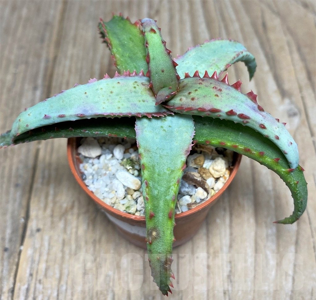 SHPR17887 Aloe castilloniae hybrid - Зображення 3
