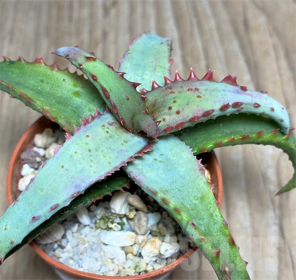SHPR17887 Aloe castilloniae hybrid