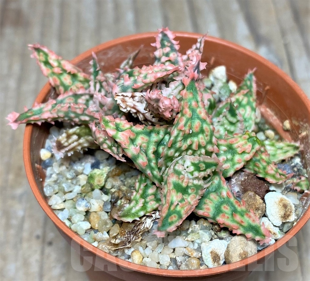 SHPR17888 Aloe TCT hybrid