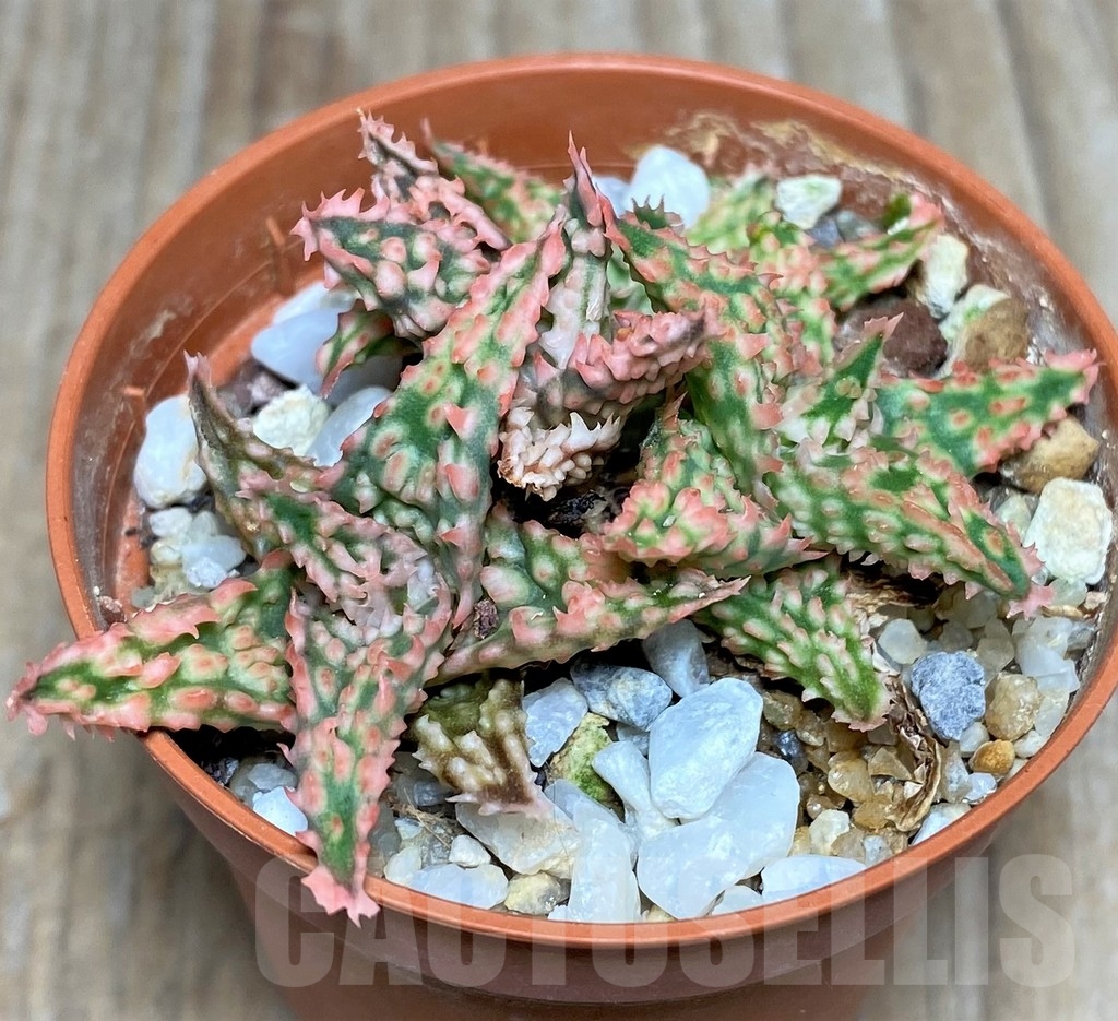 SHPR17888 Aloe TCT hybrid - Зображення 2