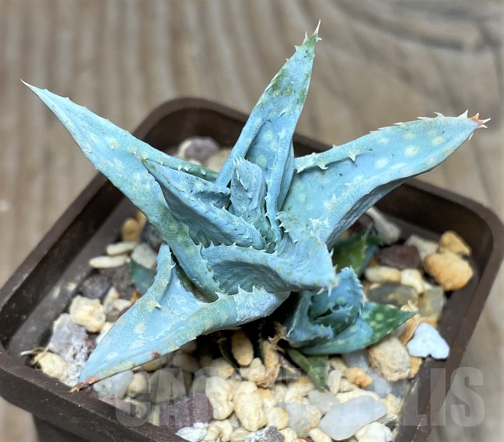 SHPR17889 Aloe 'Silver Spur' - Image 2