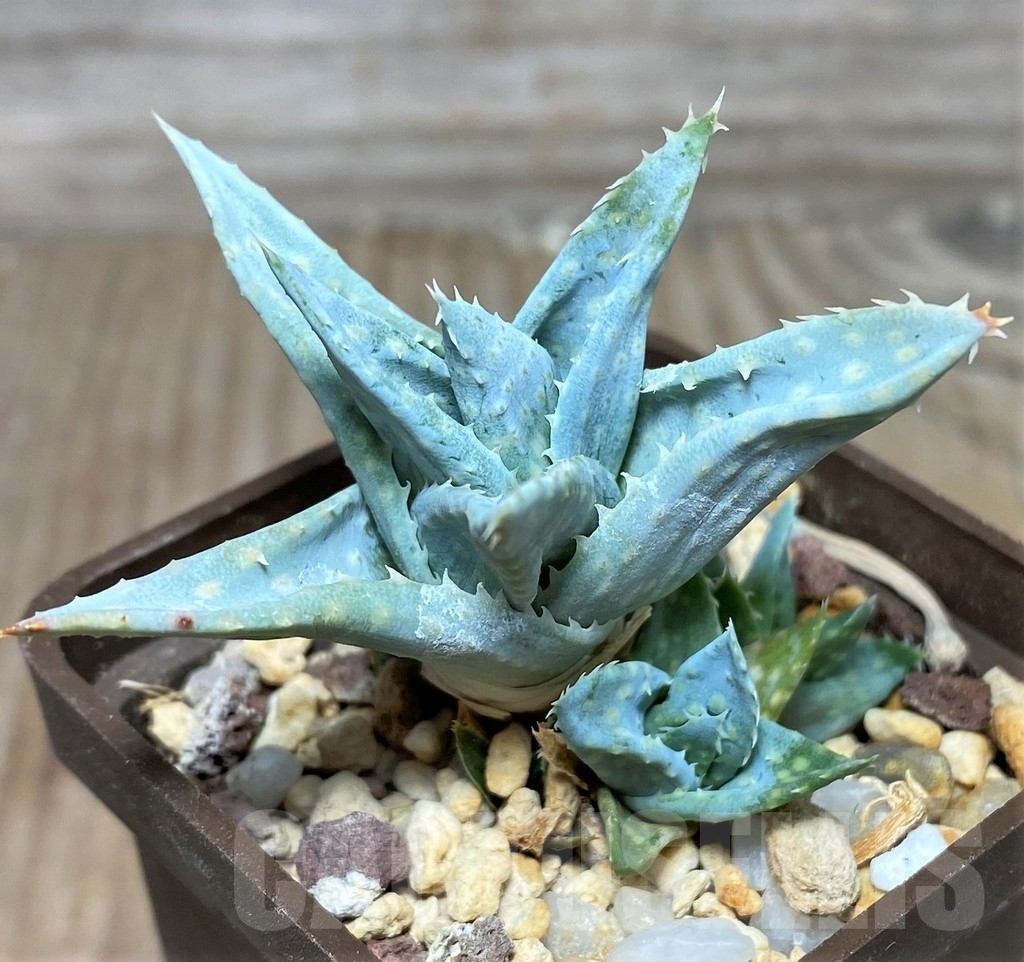 SHPR17889 Aloe 'Silver Spur' - Image 3