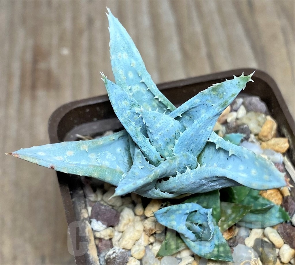 SHPR17889 Aloe 'Silver Spur'