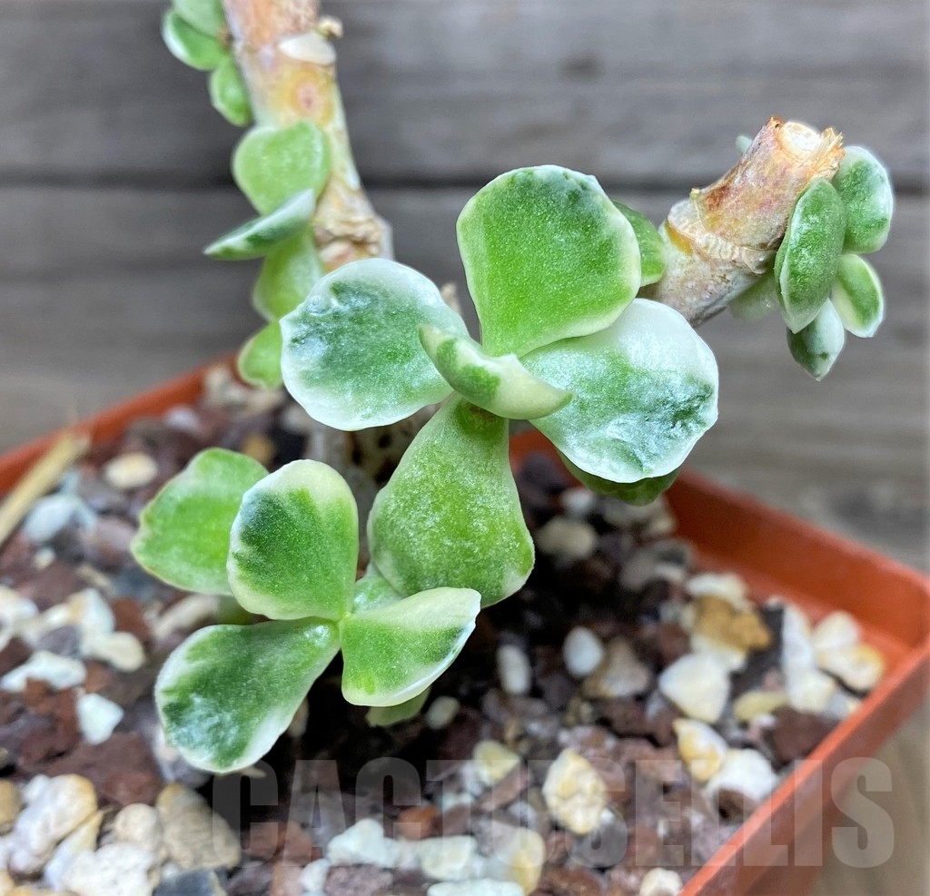SHPR17891 Cotyledon undulata f. variegata