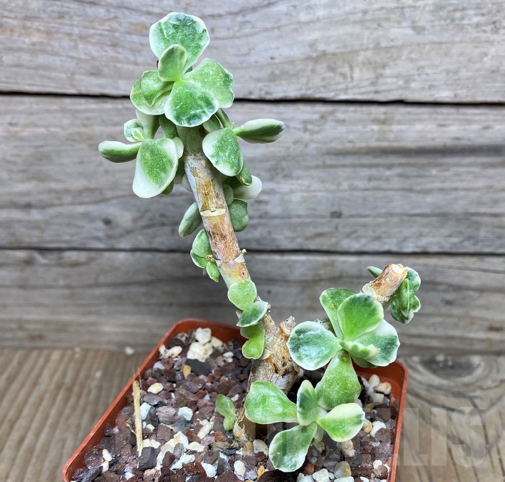 SHPR17891 Cotyledon undulata f. variegata – Image 2