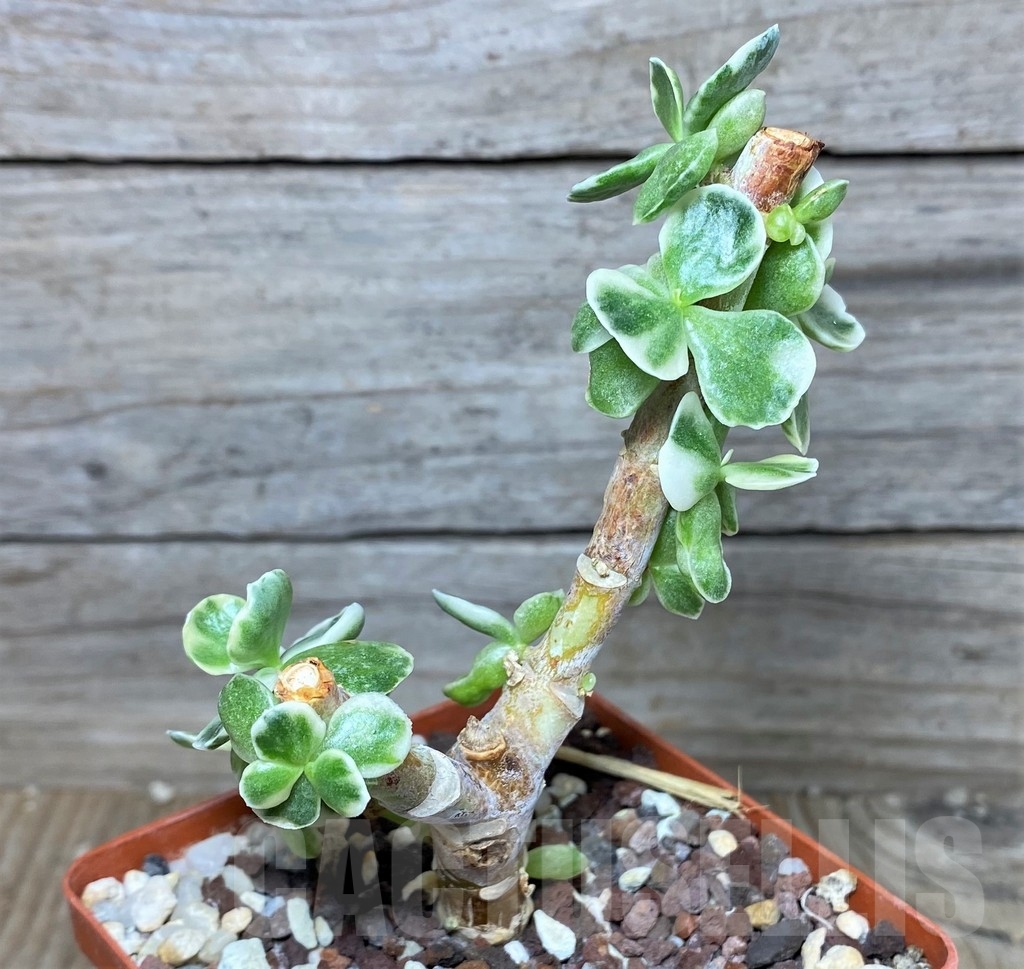 SHPR17891 Cotyledon undulata f. variegata – Image 3