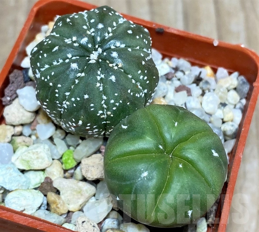 SHPR17958 Astrophytum asterias hybrid mix 2 plants