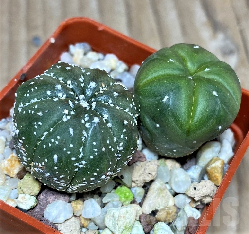 SHPR17958 Astrophytum asterias hybrid mix 2 plants – Bild 2