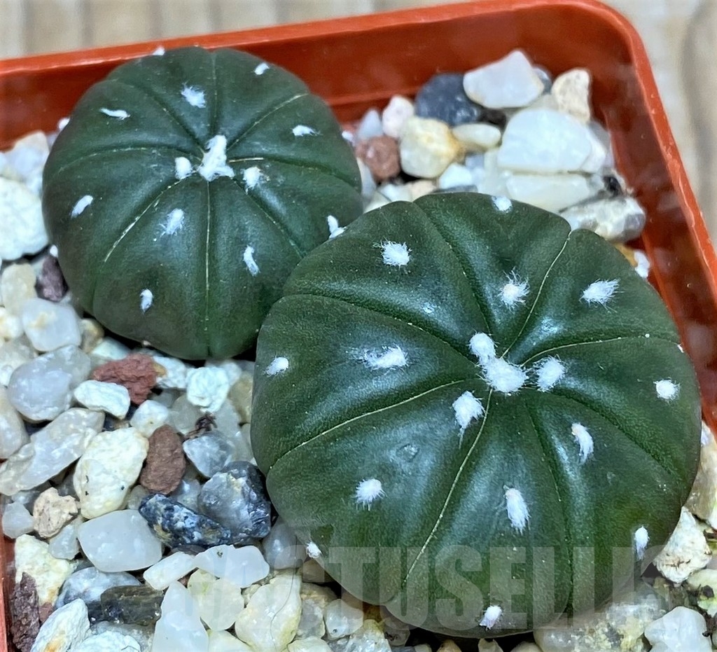 SHPR17959 Astrophytum asterias v. nudum 2 plants