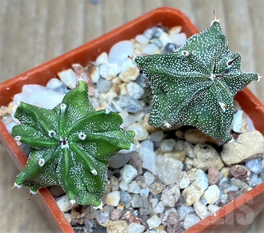 SHPR17962 Astrophytum ornatum hybrid 2 plants – Image 2