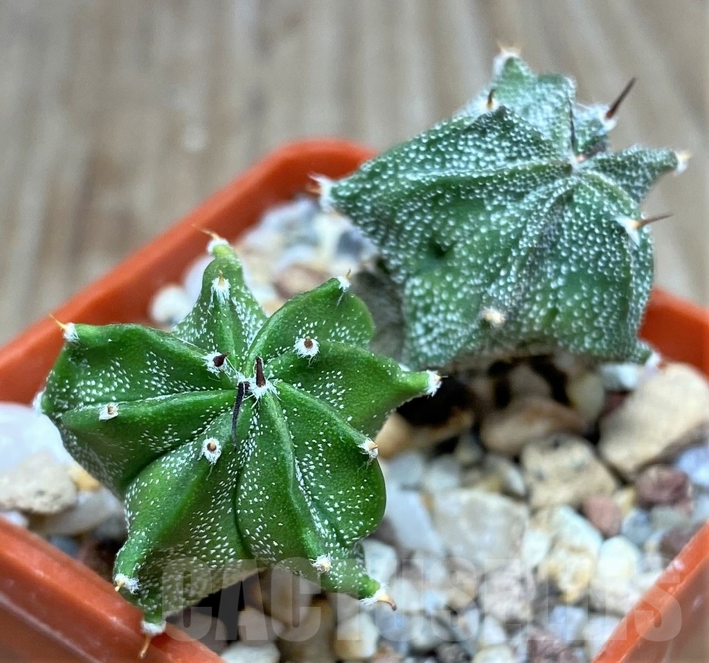 SHPR17962 Astrophytum ornatum hybrid 2 plants