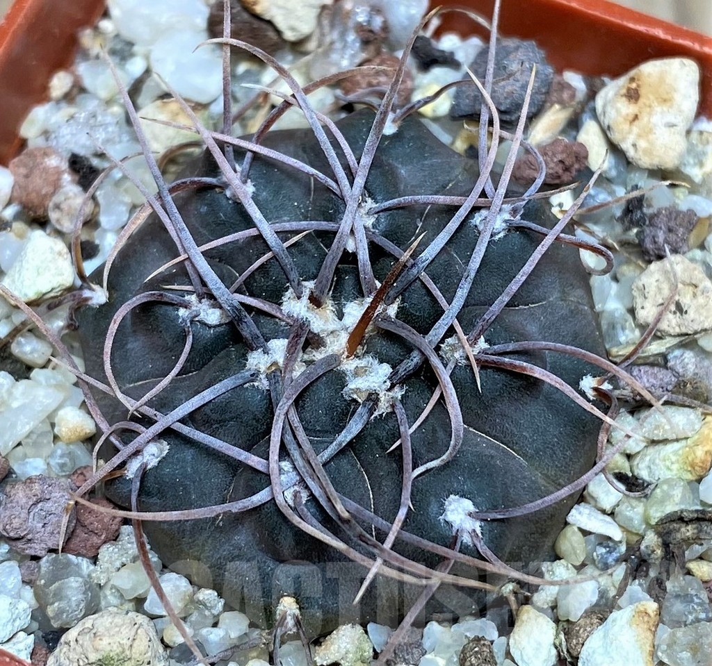 SHPR17965 Gymnocalycium intertextum – Image 2
