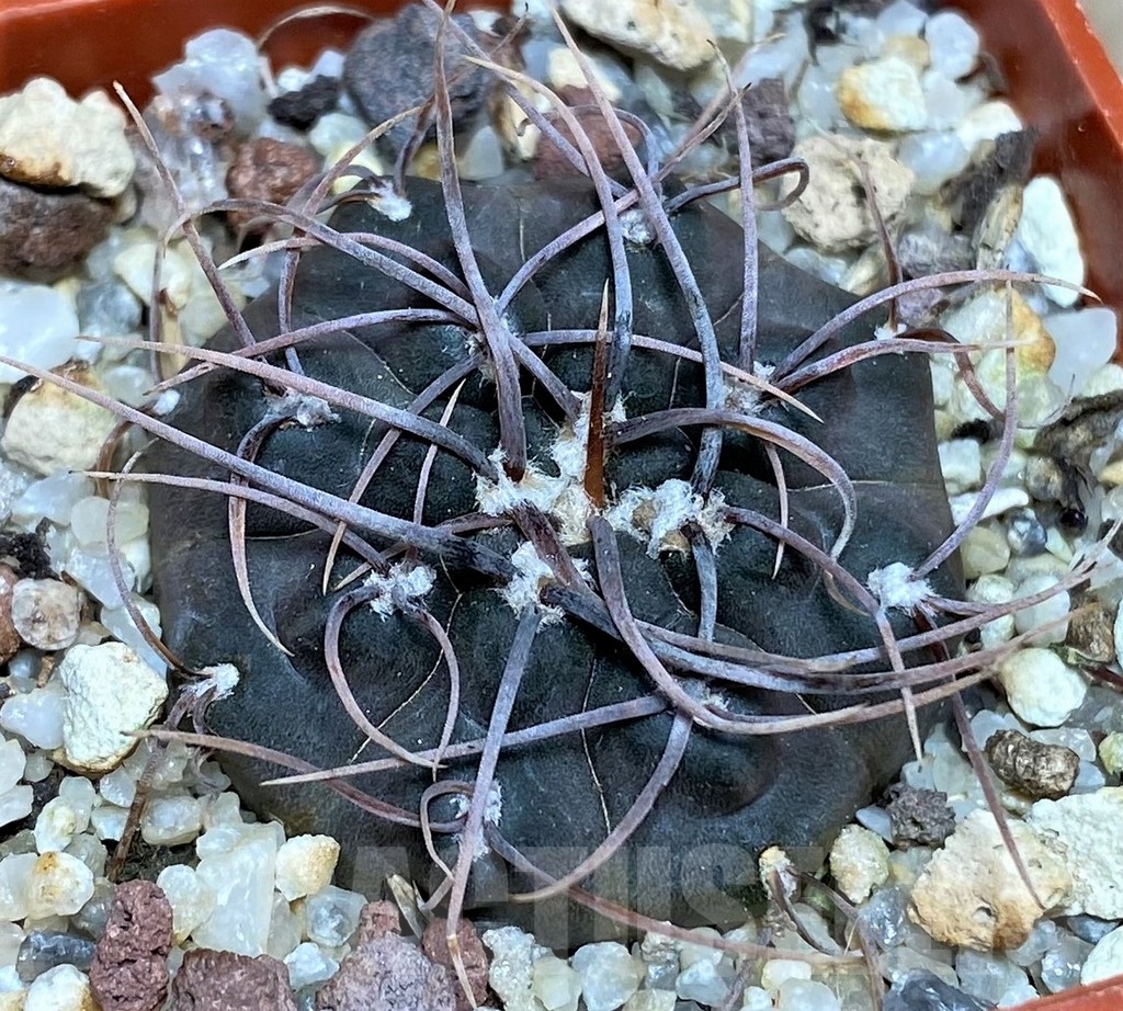 SHPR17965 Gymnocalycium intertextum