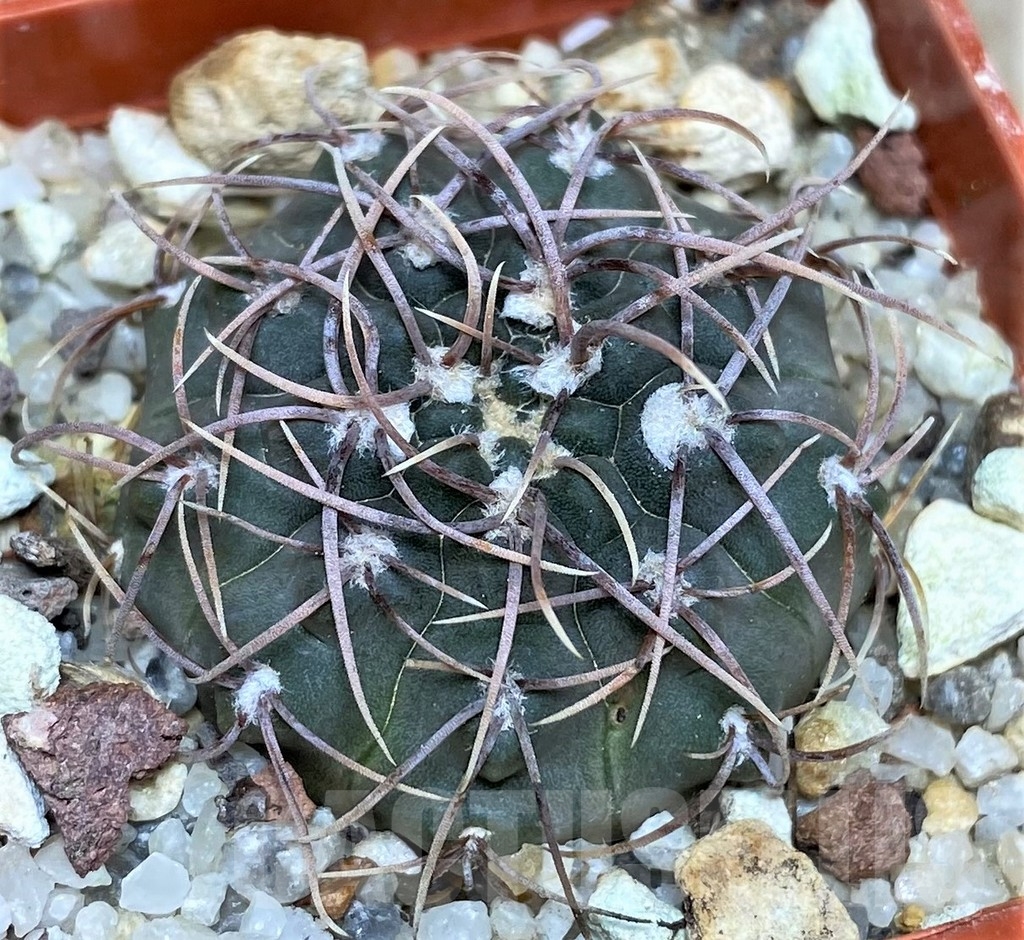 SHPR17966 Gymnocalycium intertextum – Image 2
