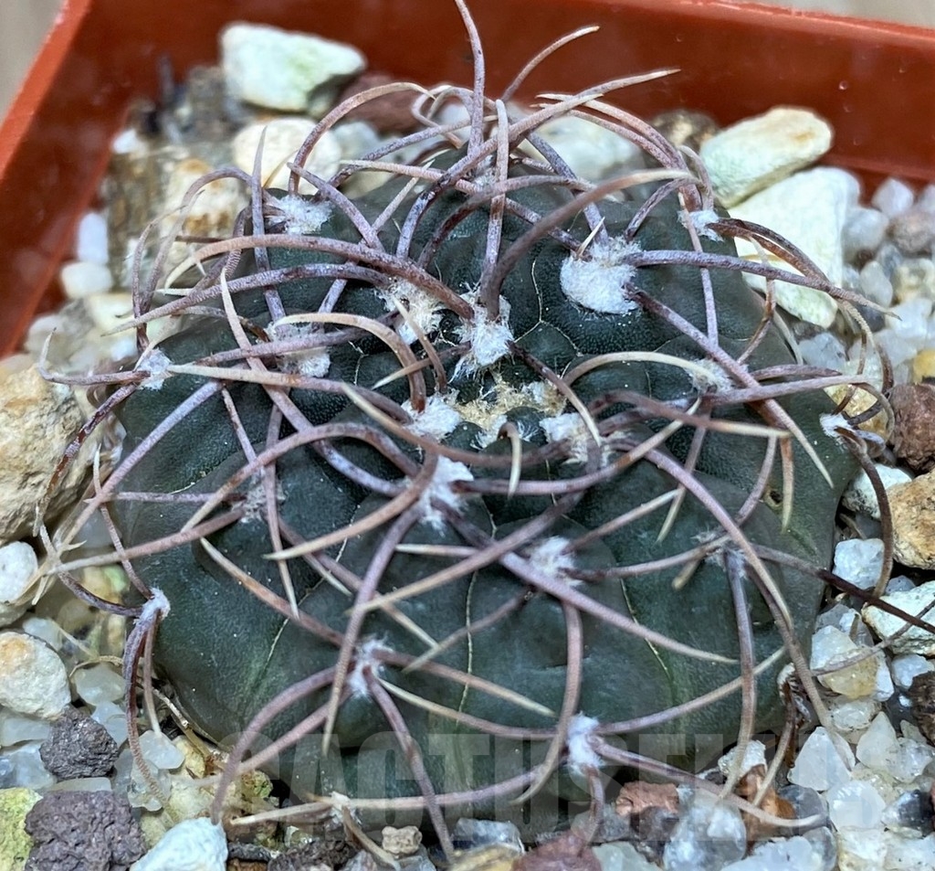 SHPR17966 Gymnocalycium intertextum