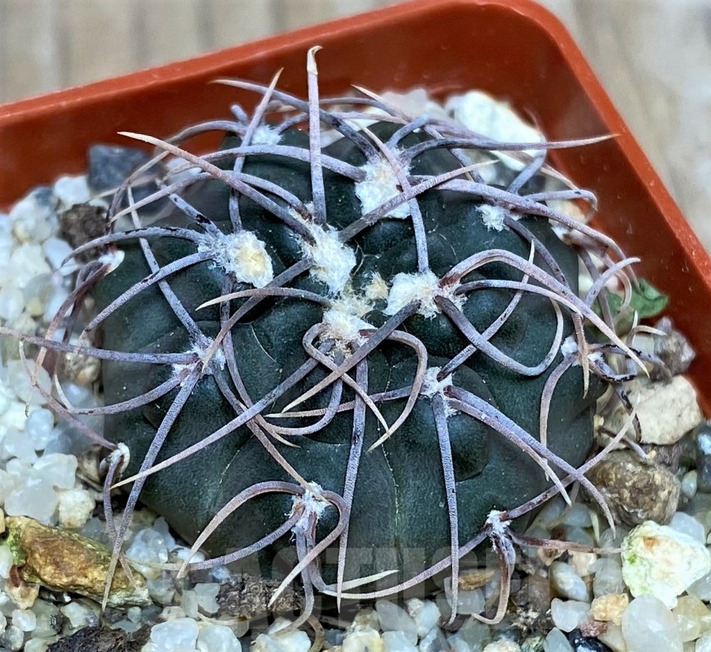 SHPR17967 Gymnocalycium intertextum - Image 2