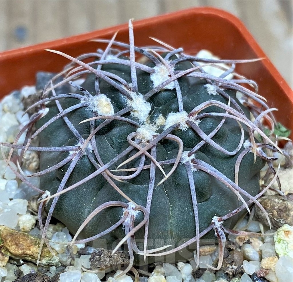 SHPR17967 Gymnocalycium intertextum