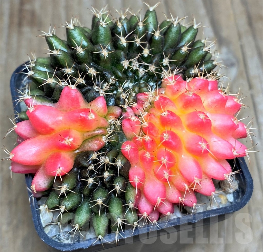 SHPR17970 Gymnocalycium hybrid 'inermis' f. cristata