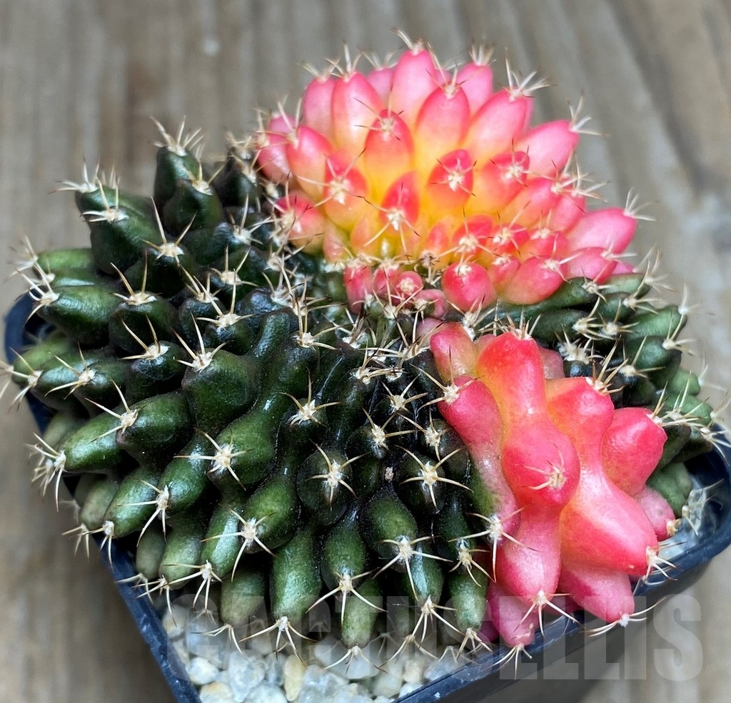 SHPR17970 Gymnocalycium hybrid 'inermis' f. cristata - Image 2