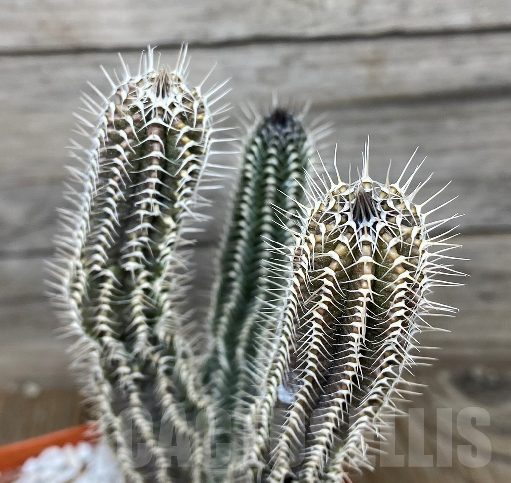 SHPR17973 Tavaresia grandiflora